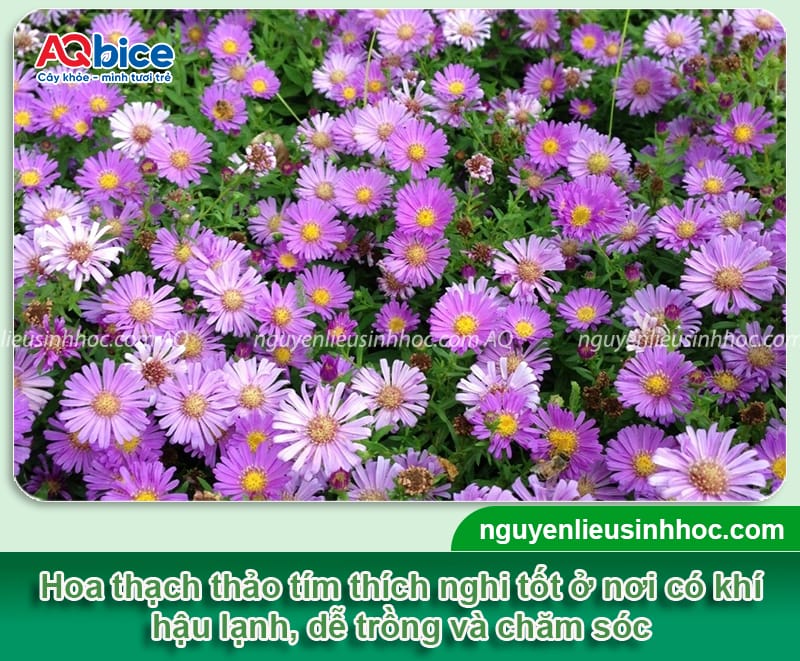 Hướng dẫn cách trồng hoa thạch thảo tím bằng hạt và cành