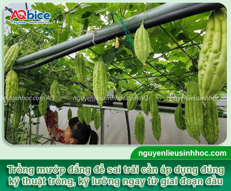 Hướng dẫn cách trồng khổ qua sai trái, ít nhiễm sâu bệnh