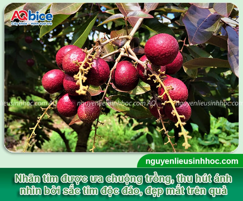 Cây nhãn tím trồng chậu: Cách trồng và chăm sóc ra sai quả 1 Cây nhãn tím trồng chậu: Cách trồng và chăm sóc ra sai quả