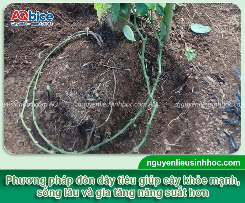 Hướng dẫn kỹ thuật đôn tiêu, phủ trụ nhanh, ra nhiều cành ác
