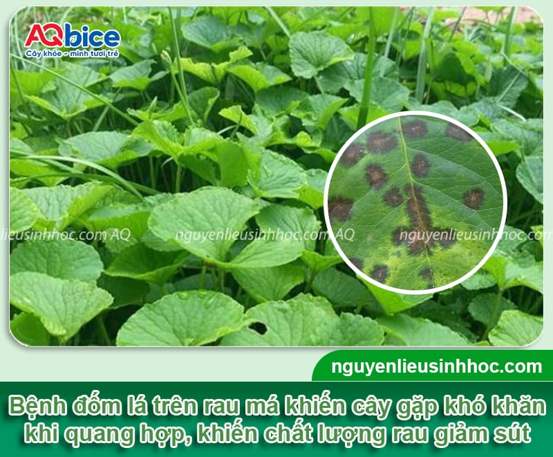 Phòng trừ rau má bị đốm lá bằng các biện pháp xử lý an toàn