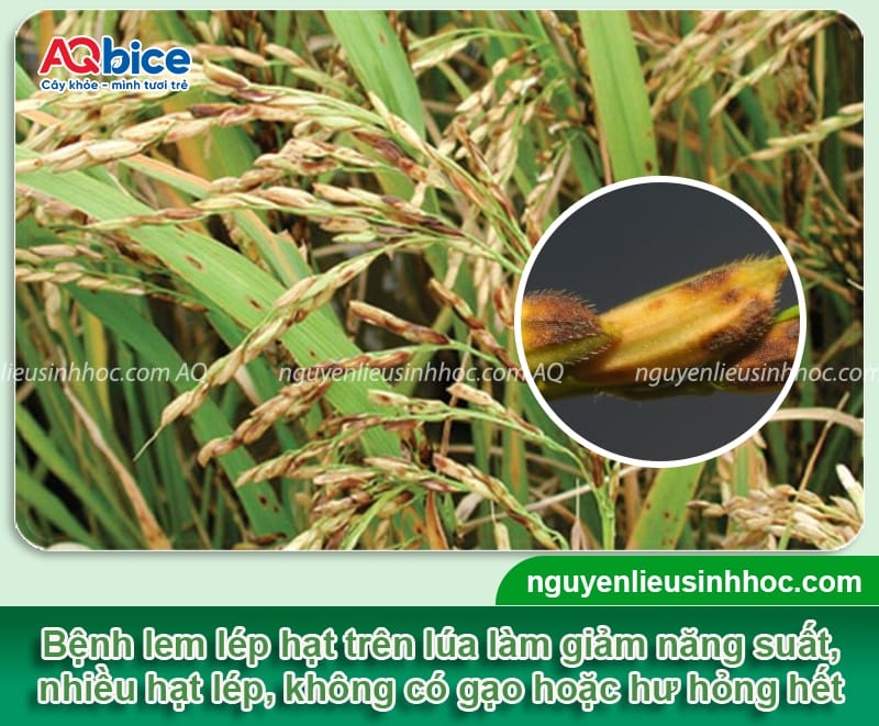 Thuốc đặc trị bệnh lem lép hạt trên lúa hiệu quả nhanh chóng 1 Chọn loại thuốc đặc trị bệnh lem lép hạt trên lúa hiệu quả