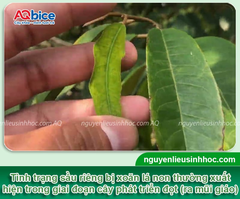 Sầu riêng bị xoăn lá non: Nguyên nhân và Cách trị tận gốc