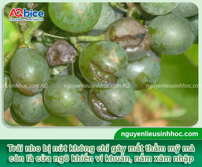 Nho bị nứt trái: Nguyên nhân do đâu và cách phòng trừ