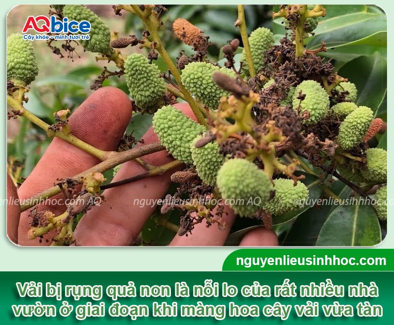 Cây vải bị rụng quả non do đâu và Cách khắc phục hiệu quả 