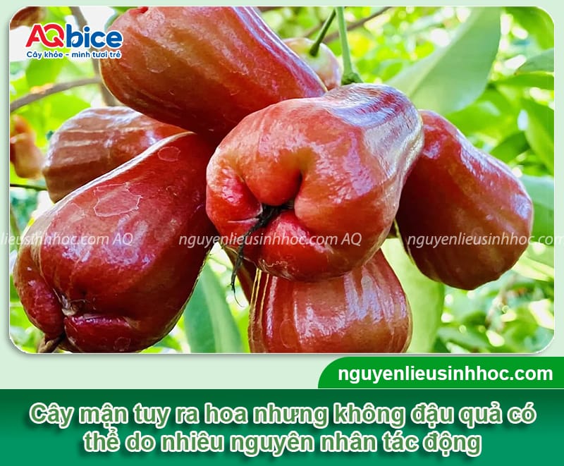 Vì sao cây mận không có trái? Nguyên nhân và cách khắc phục 1 Vì sao cây mận không có trái? Nguyên nhân và cách khắc phục