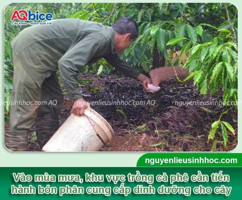 Cách chọn và bón phân mùa mưa cho cà phê giúp đạt năng suất