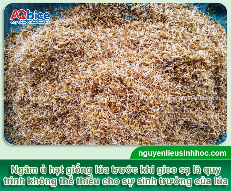 Hướng dẫn cách ngâm lúa giống đúng cách, tỷ lệ nảy mầm cao