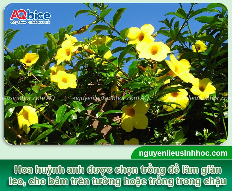 Hướng dẫn cách trồng hoa huỳnh anh đơn giản, hoa nở rực rỡ 1 Hướng dẫn cách trồng hoa huỳnh anh lớn khỏe, hoa nở rực rỡ