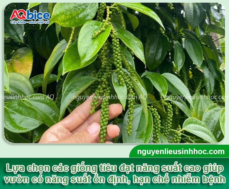 Các giống tiêu năng suất cao được nhiều bà con canh tác 1 Các giống tiêu nắng suất cao được trồng phổ biến hiện nay