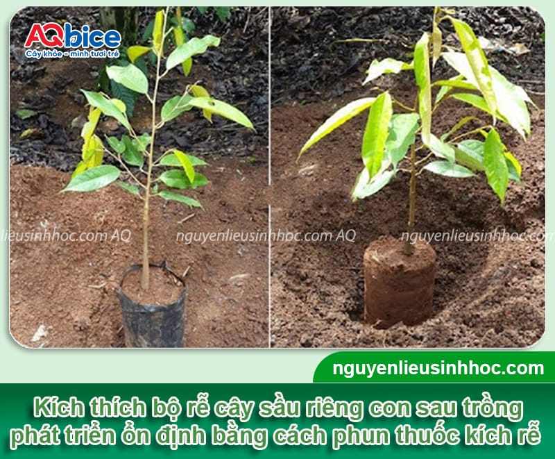 Thuốc kích rễ sầu riêng mới trồng giúp rễ khỏe, không bị sốc