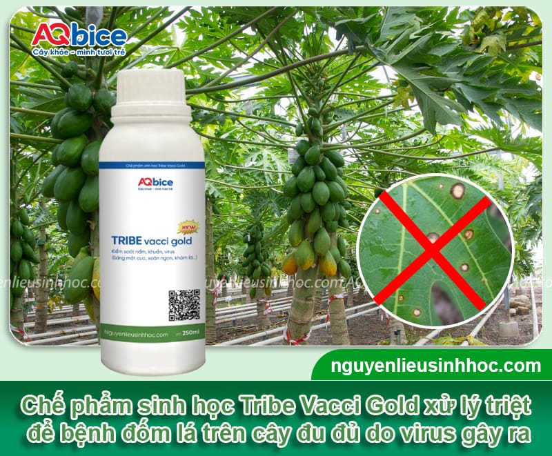 Bệnh đốm lá trên cây đu đủ: Bí quyết khắc phục triệt để