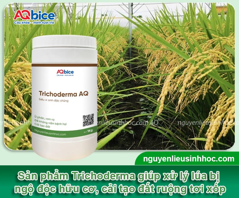 Xử lý lúa bị ngộ độc hữu cơ hiệu quả, giúp nở bụi nhanh 4 Xử lý lúa bị ngộ độc hữu cơ hiệu quả, giúp nở bụi nhanh