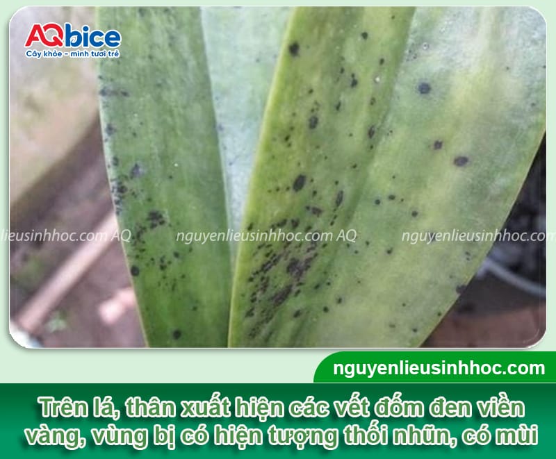 Bệnh mắt cua trên hoa lan: Nguyên nhân và cách phòng trừ