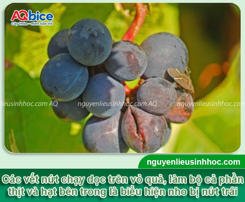 Nho bị nứt trái: Nguyên nhân do đâu và cách phòng trừ