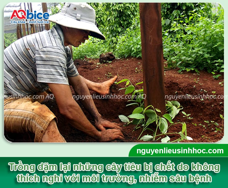 Cách chăm sóc tiêu mới trồng mau bén rễ, lá xanh, thân cứng