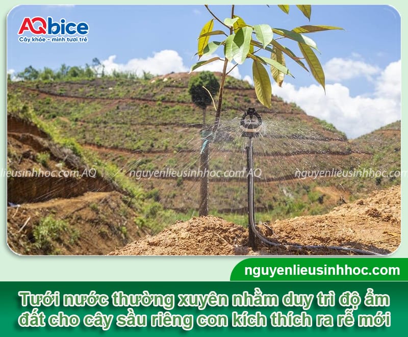Hướng dẫn cách chăm sóc sầu riêng mới trồng khỏe mạnh