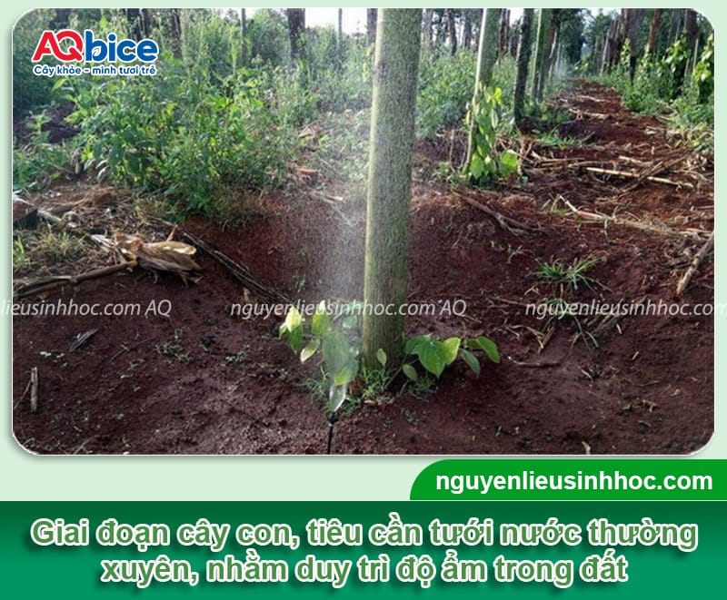 Cách chăm sóc tiêu mới trồng mau bén rễ, lá xanh, thân cứng