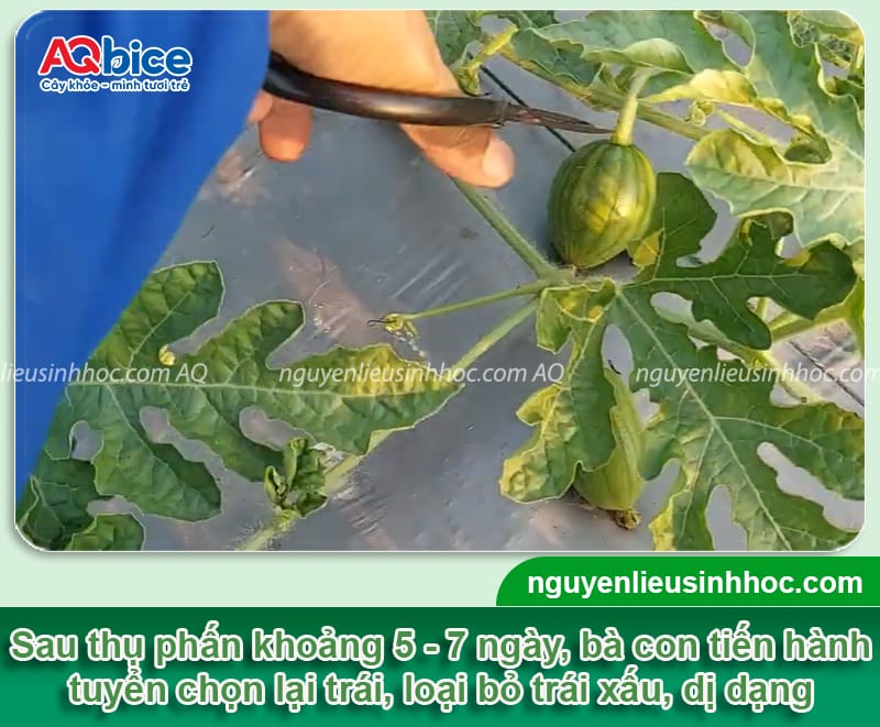 Cách thụ phấn cho dưa hấu, giúp trái dáng đều, vườn sai quả