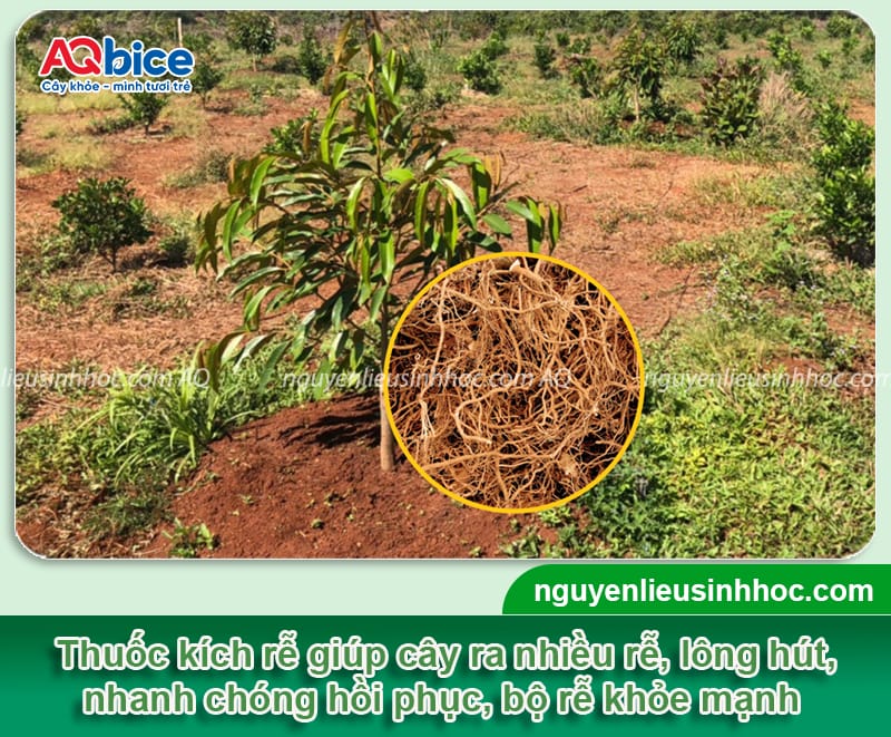 Thuốc kích rễ sầu riêng mới trồng giúp rễ khỏe, không bị sốc