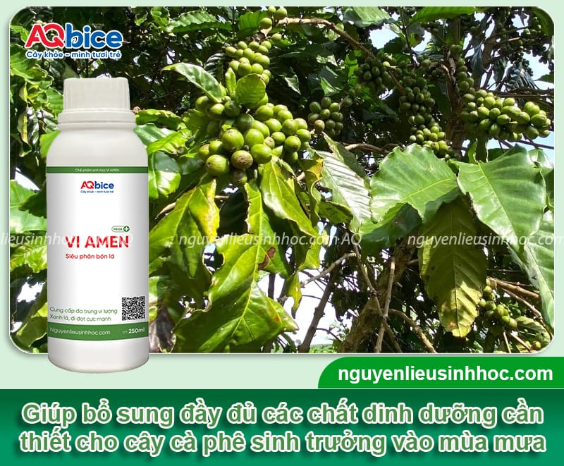 Cách chọn và bón phân mùa mưa cho cà phê giúp đạt năng suất