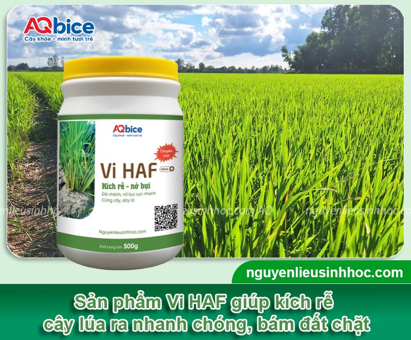 Xử lý lúa bị ngộ độc hữu cơ hiệu quả, giúp nở bụi nhanh 5 Xử lý lúa bị ngộ độc hữu cơ hiệu quả, giúp nở bụi nhanh