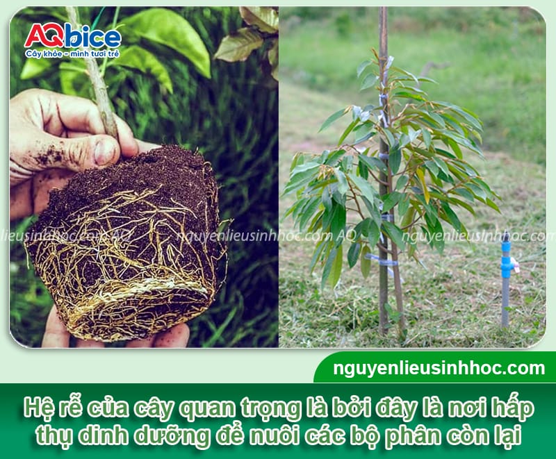 Thuốc kích rễ sầu riêng mới trồng giúp rễ khỏe, không bị sốc