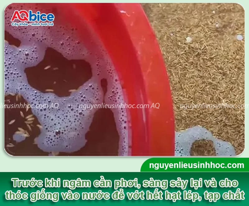Hướng dẫn cách ngâm lúa giống đúng cách, tỷ lệ nảy mầm cao