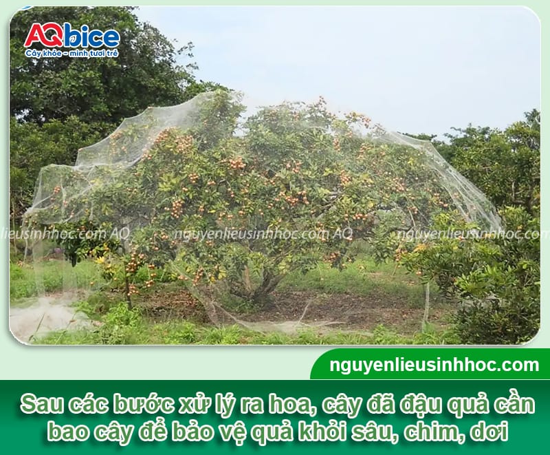 Hướng dẫn cách chăm sóc cây nhãn ra quả, hạn chế rụng trái