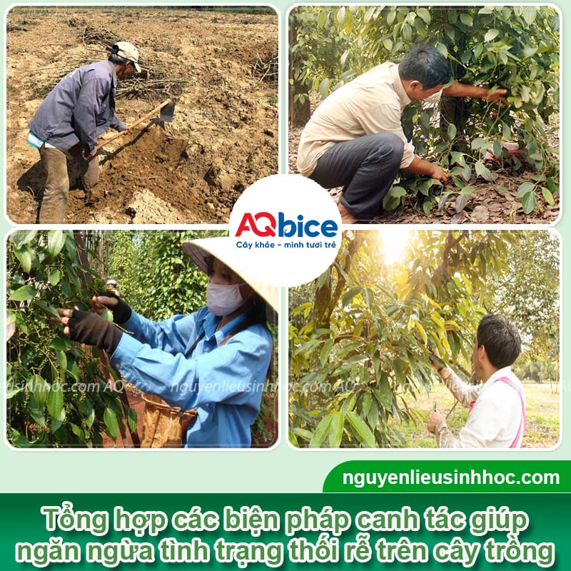 Thuốc đặc trị bệnh thối rễ dứt điểm, cây xanh tốt, đất tơi xốp