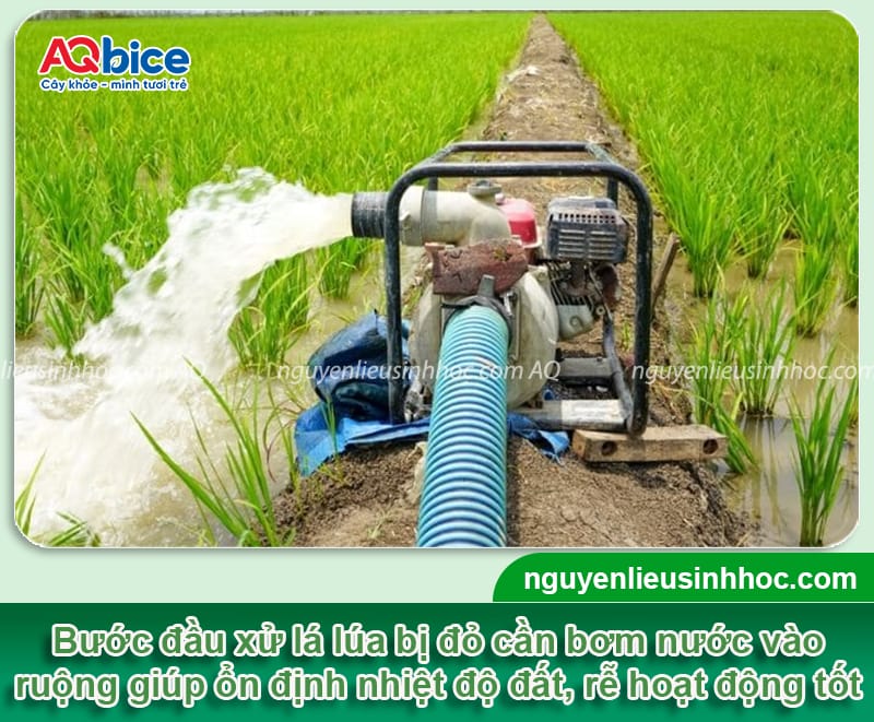 Nguyên nhân lúa bị đỏ lá và cách phòng trừ hiệu quả, an toàn