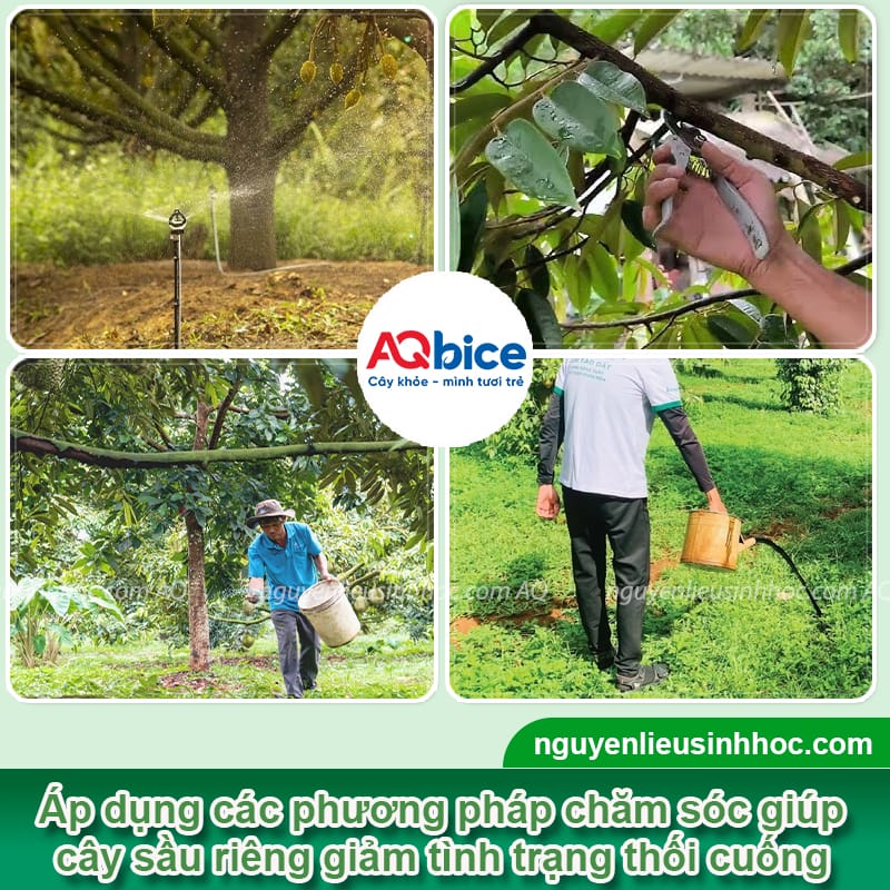 Sầu riêng bị thối cuống: Nguyên nhân chính và cách phòng trừ 4 Sầu riêng bị thối cuống: Nguyên nhân chính và cách phòng trừ