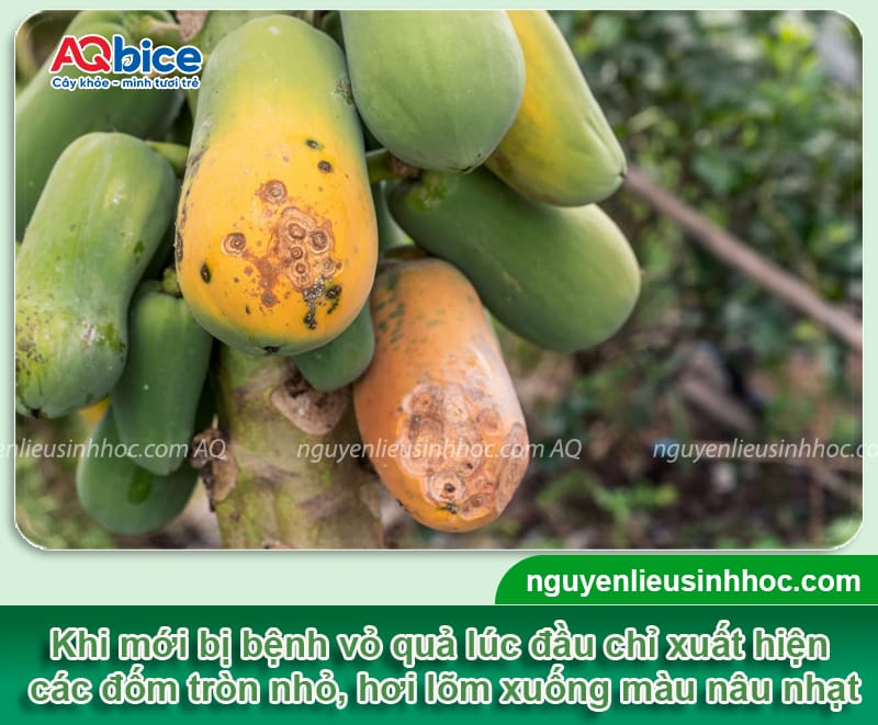 Xử lý đu đủ bị thối quả, giúp trái ra to tròn, bóng đẹp
