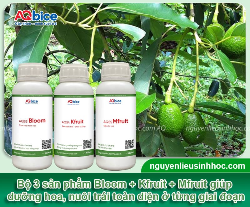 Thuốc kích ra hoa đậu quả giúp ra bông đồng loạt, trái đẹp 