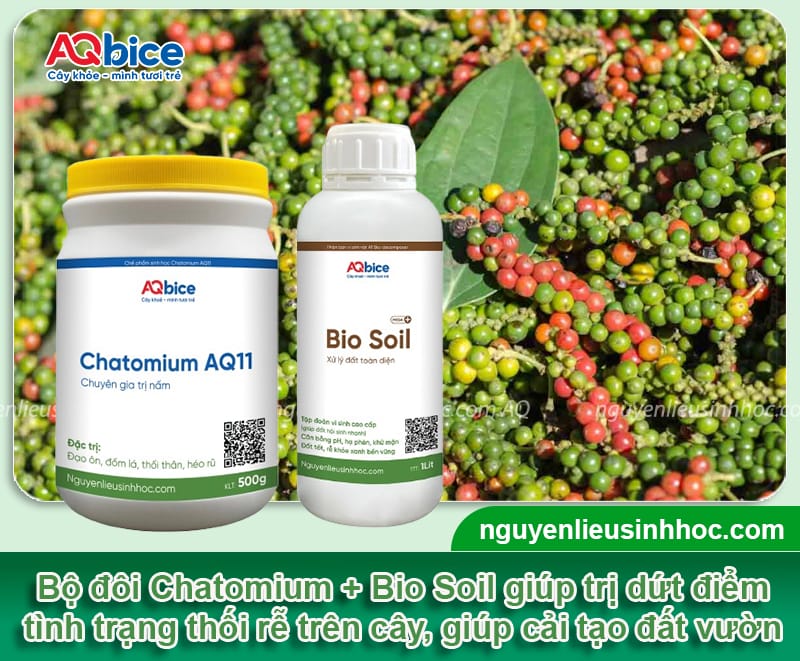 Thuốc đặc trị bệnh thối rễ dứt điểm, cây xanh tốt, đất tơi xốp