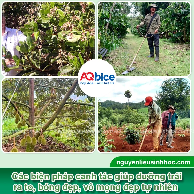 Sử dụng thuốc siêu to trái giúp trái ra nặng ký, bóng đẹp