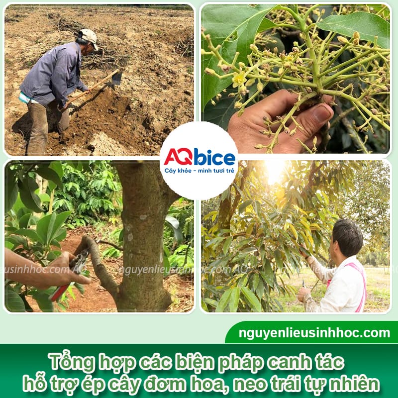 Thuốc kích ra hoa đậu quả giúp ra bông đồng loạt, trái đẹp 
