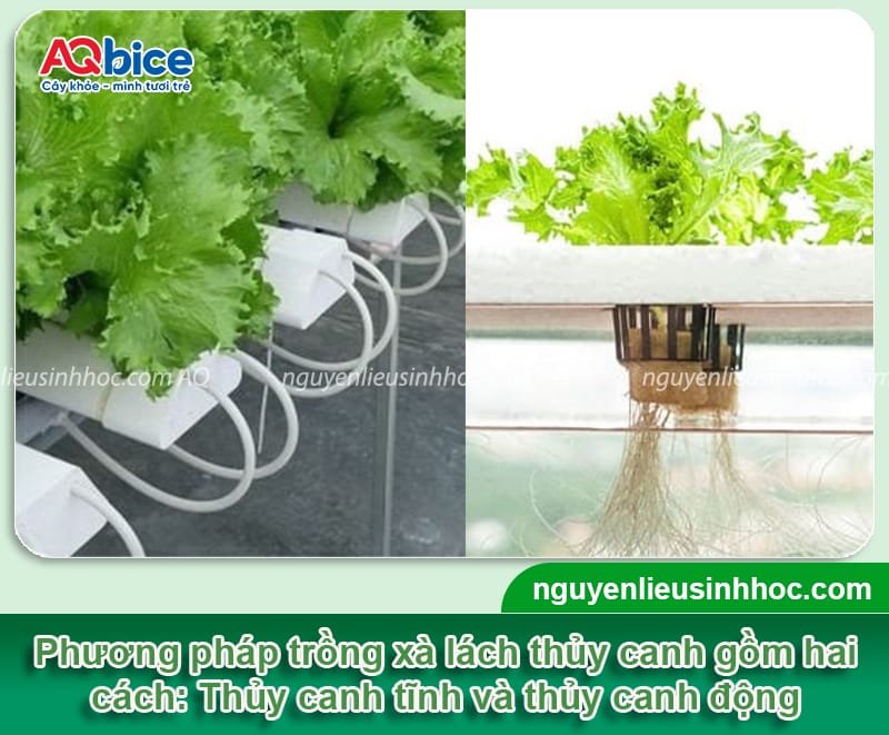 Trồng xà lách thủy canh đúng kỹ thuật, nhanh thu hoạch 2 Trồng xà lách thủy canh đúng kỹ thuật, nhanh thu hoạch
