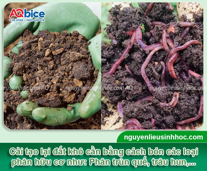 Cách cải tạo đất khô cằn lâu năm, nâng cao độ phì nhiêu đất