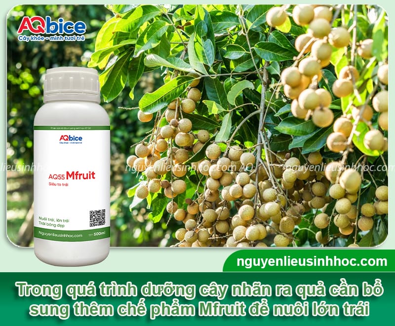 Hướng dẫn cách chăm sóc cây nhãn ra quả, hạn chế rụng trái