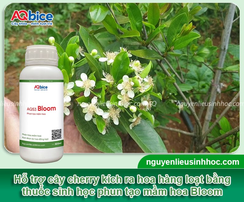 Cách cho cây cherry ra hoa hàng loạt, đậu trái thành công 4 Cách cho cây cherry ra hoa hàng loạt, đậu trái thành công
