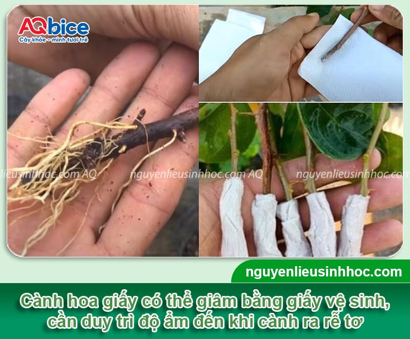 Cách giâm cành hoa giấy nhanh ra rễ chỉ sau vài tuần giâm