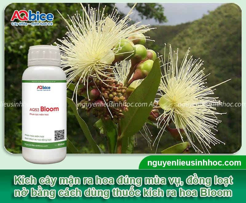 Cách kích thích cây mận ra hoa đồng loạt, tỷ lệ đậu trái cao 4 Cách kích thích cây mận ra hoa đồng loạt, tỷ lệ đậu trái cao