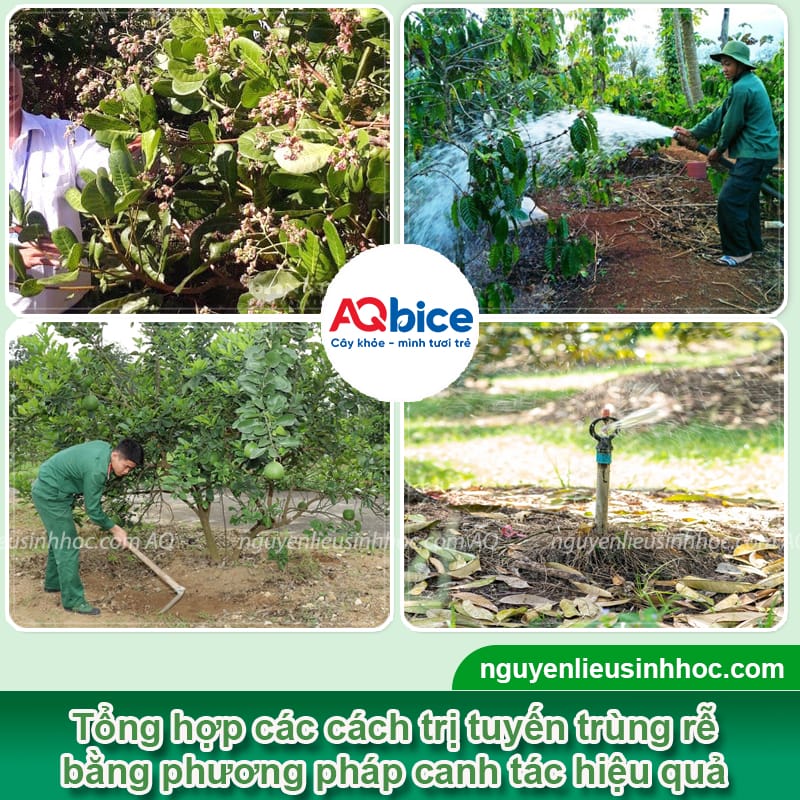 Padave Cha V1 + Bio Soil: Bộ đôi đặc trị tuyến trùng rễ, cải tạo đất vườn 6 Cách trị tuyến trùng rễ dứt điểm, phục hồi đất vườn tơi xốp