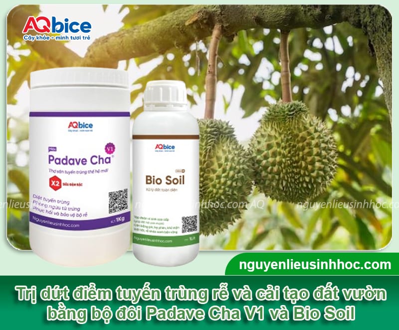 Padave Cha V1 + Bio Soil: Bộ đôi đặc trị tuyến trùng rễ, cải tạo đất vườn 7 Cách trị tuyến trùng rễ dứt điểm, phục hồi đất vườn tơi xốp