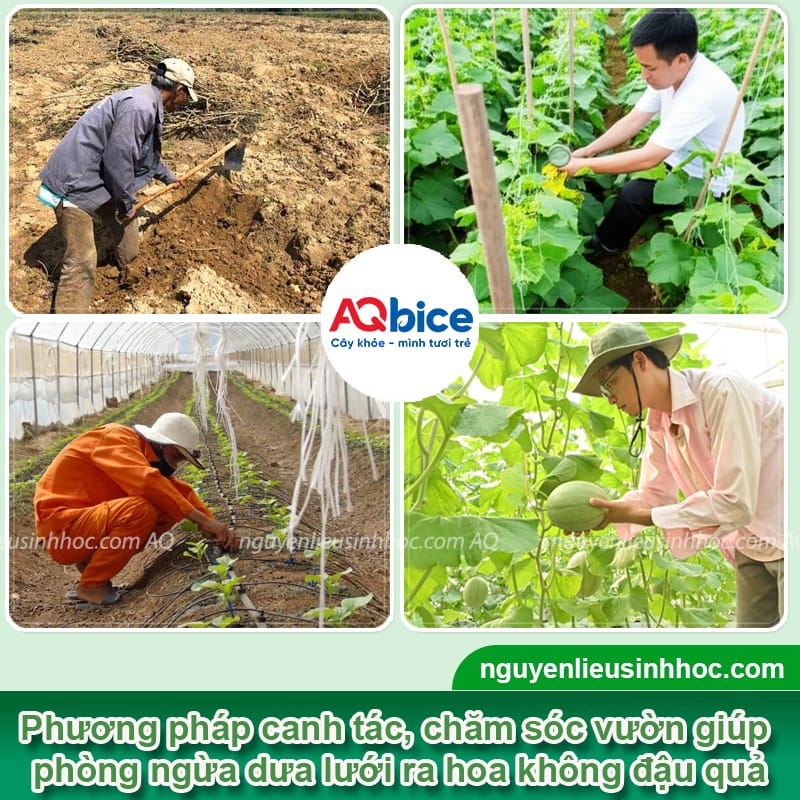 Khắc phục dưa lưới ra hoa không đậu quả, giúp trái ra nhiều 3 Khắc phục dưa lưới ra hoa không đậu quả, giúp trái ra nhiều