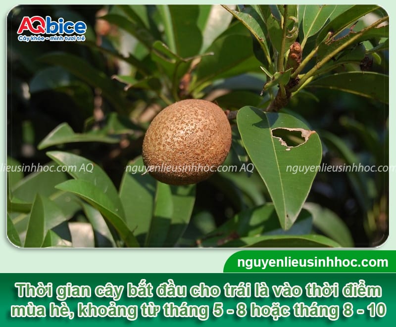 Cây hồng xiêm ra quả vào tháng mấy? Cách kích quả ra nhiều