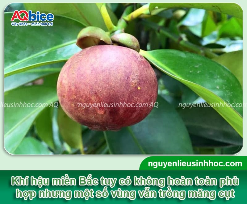 Cây măng cụt có trồng được ở miền Bắc không? Kinh nghiệm trồng 3 Cây măng cụt có trồng được ở miền Bắc không? Kinh nghiệm trồng thành công