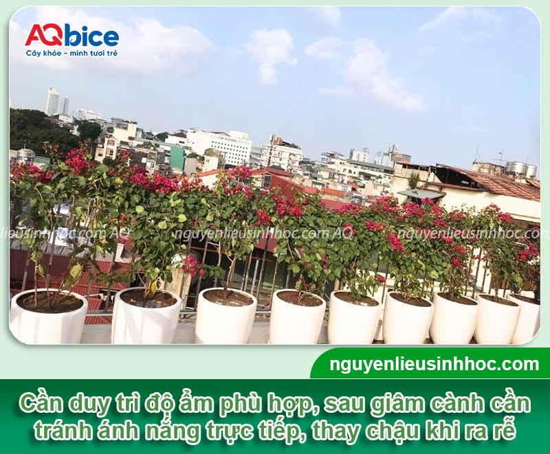 Cách giâm cành hoa giấy nhanh ra rễ chỉ sau vài tuần giâm