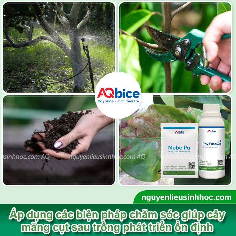 Hướng dẫn cách trồng cây măng cụt Thái nhanh bén rễ 5 Hướng dẫn cách trồng cây măng cụt Thái nhanh bén rễ
